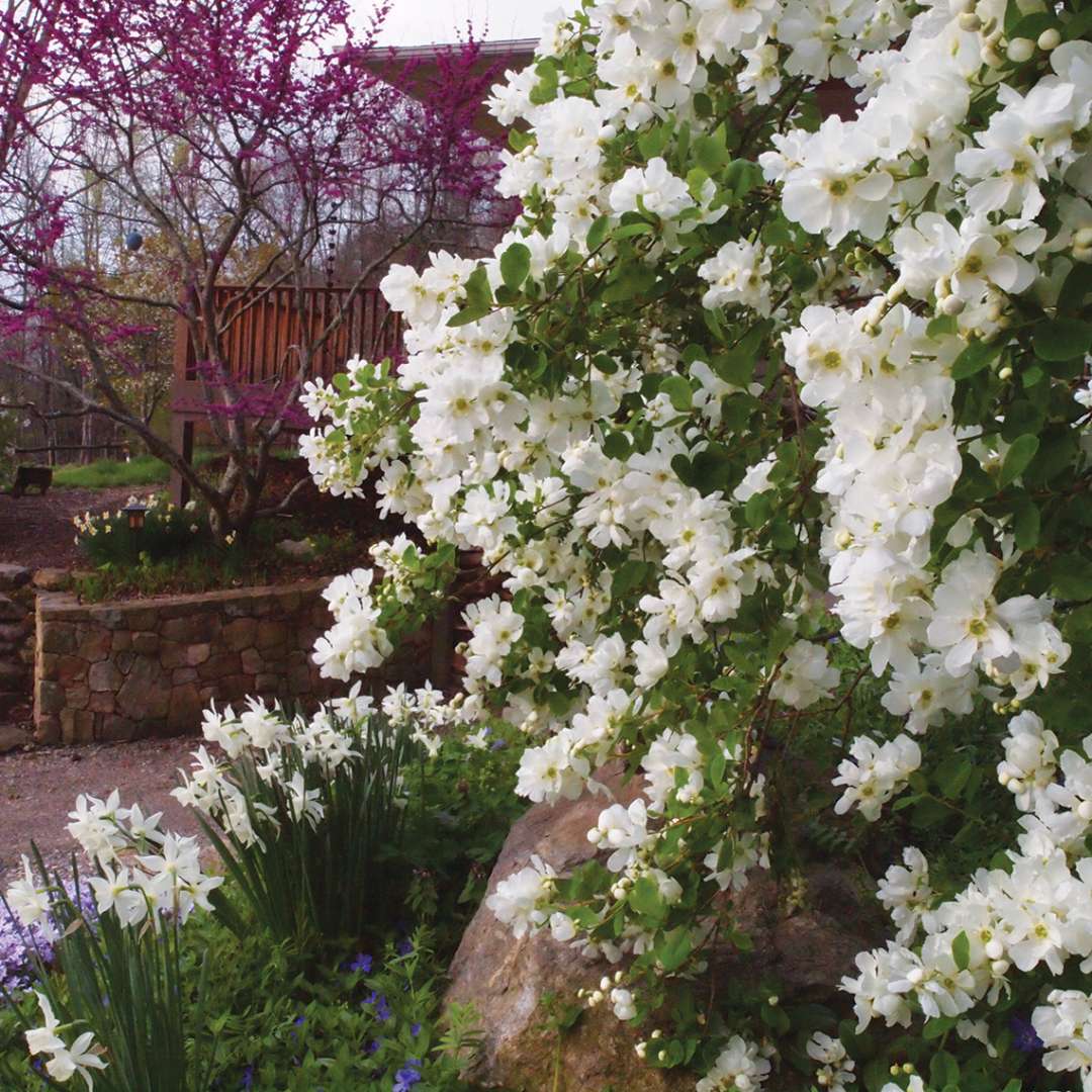 Close up of Snow Day Blizzard Exochorda heavily blooming in the landscape